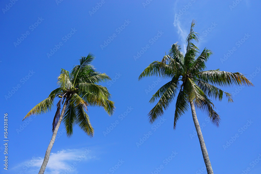 Obraz premium Coconut Tree with blue sky background. 