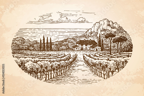 Vineyard by the sea.