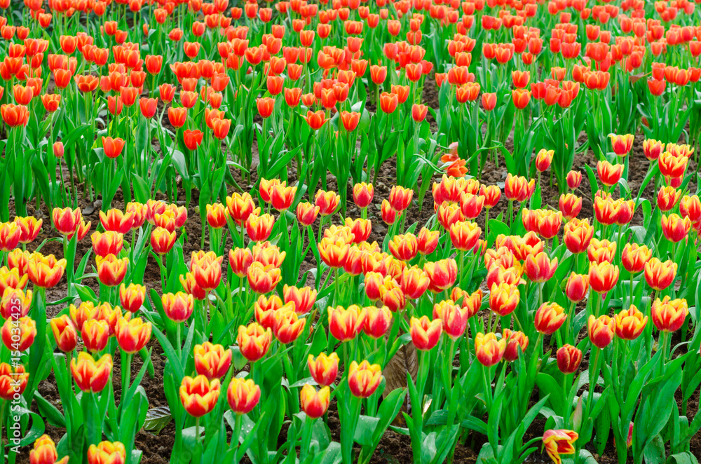 Colourful fresh tulip in flower garden Colourful fresh tulip in flower garden