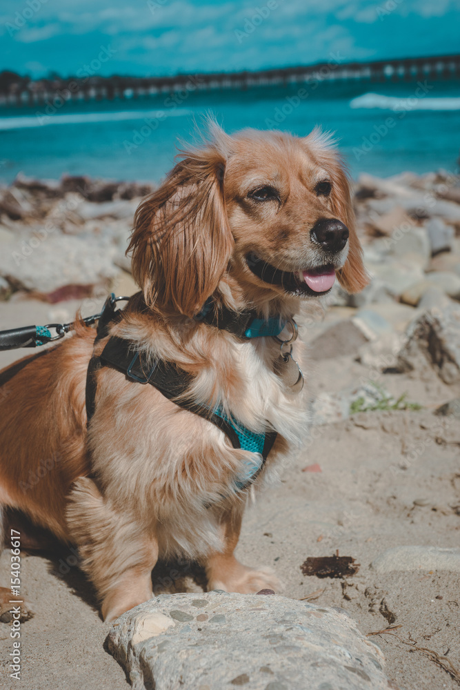 Golden mix puppy at the beach