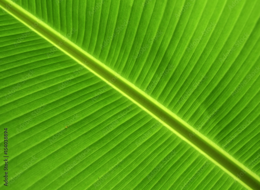 Banana Leaf. Banana Tree. Banana Leaf. Banana Tree.