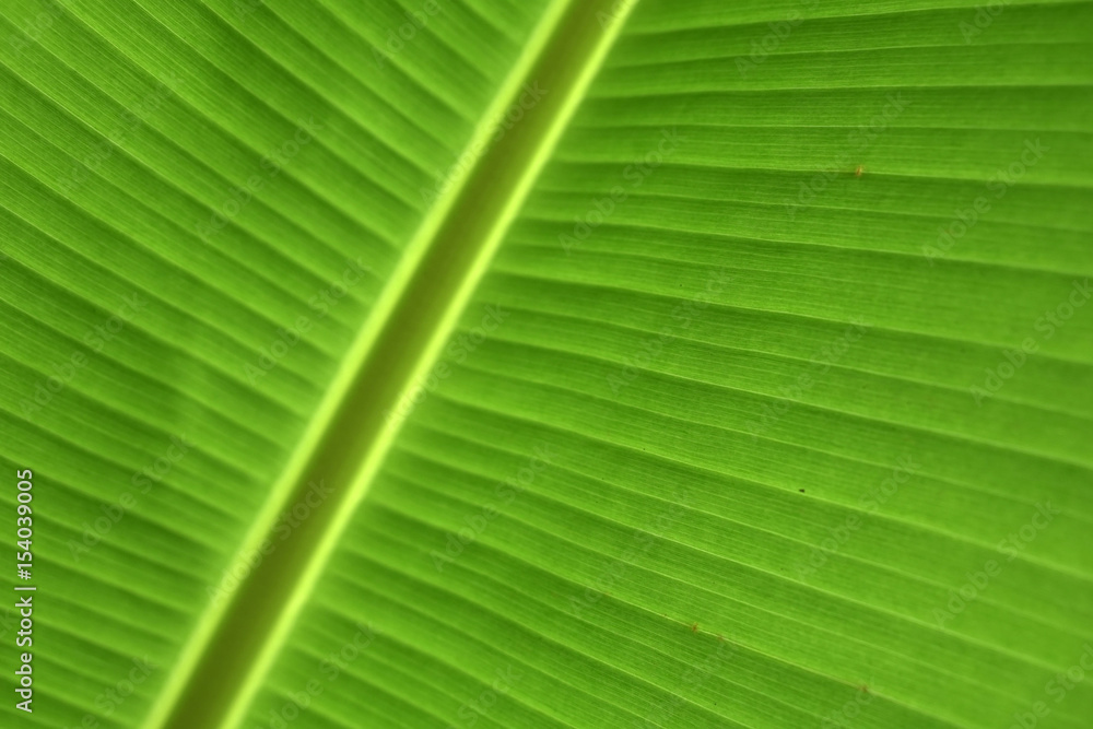 Banana Leaf. Banana Tree. Banana Leaf. Banana Tree.