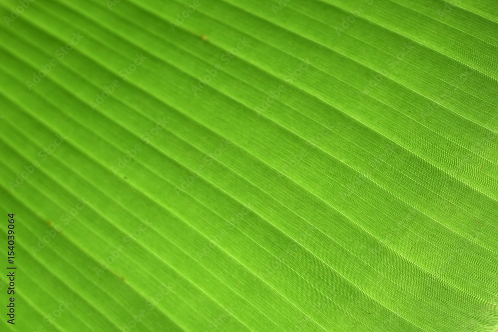Banana Leaf. Banana Tree. Banana Leaf. Banana Tree.