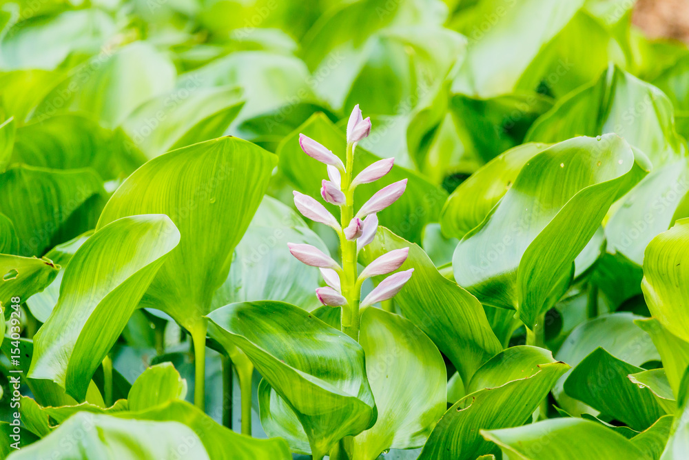 Obraz premium Beautiful Water Hyacinth flowers in pond