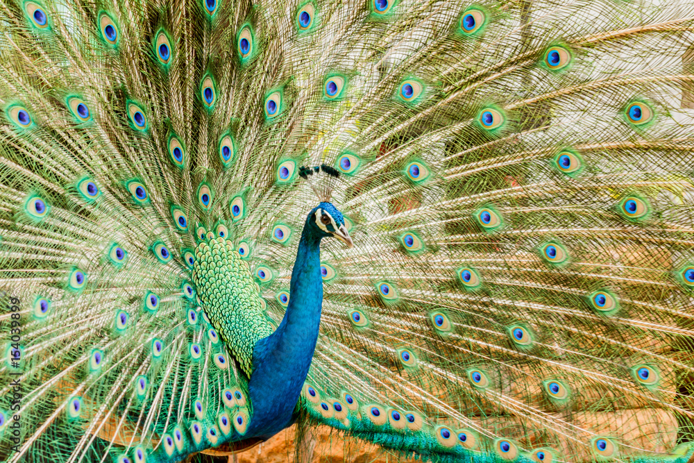 Obraz premium Peacock. Portrait of male peacock displaying his tail feathers.