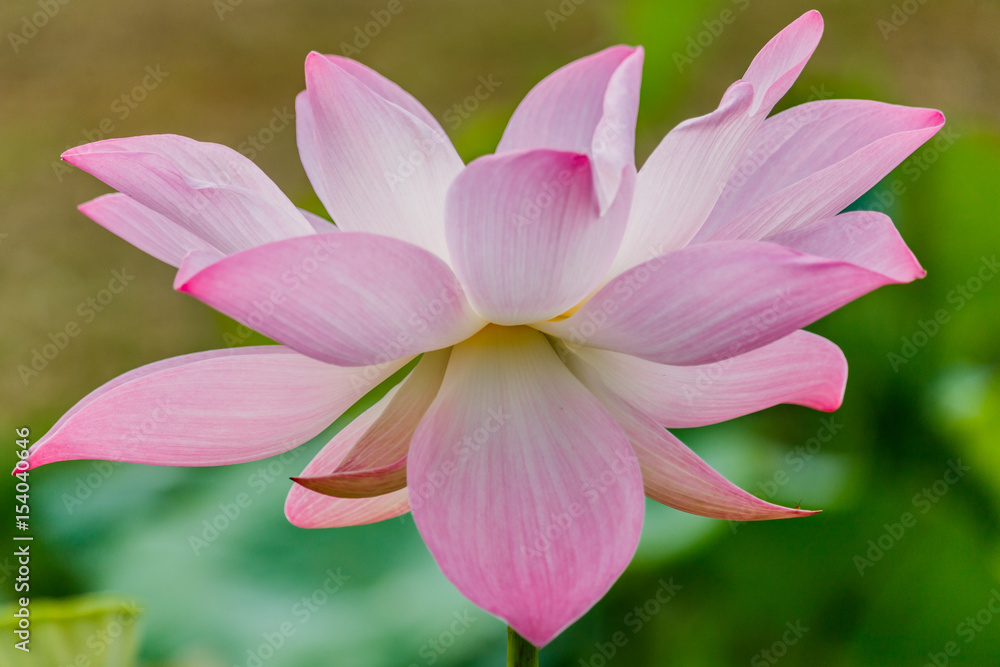 beautiful pink waterlily or lotus flower in pond beautiful pink waterlily or lotus flower in pond