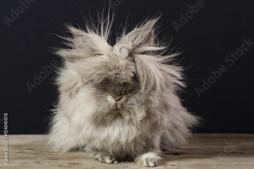 Bunny