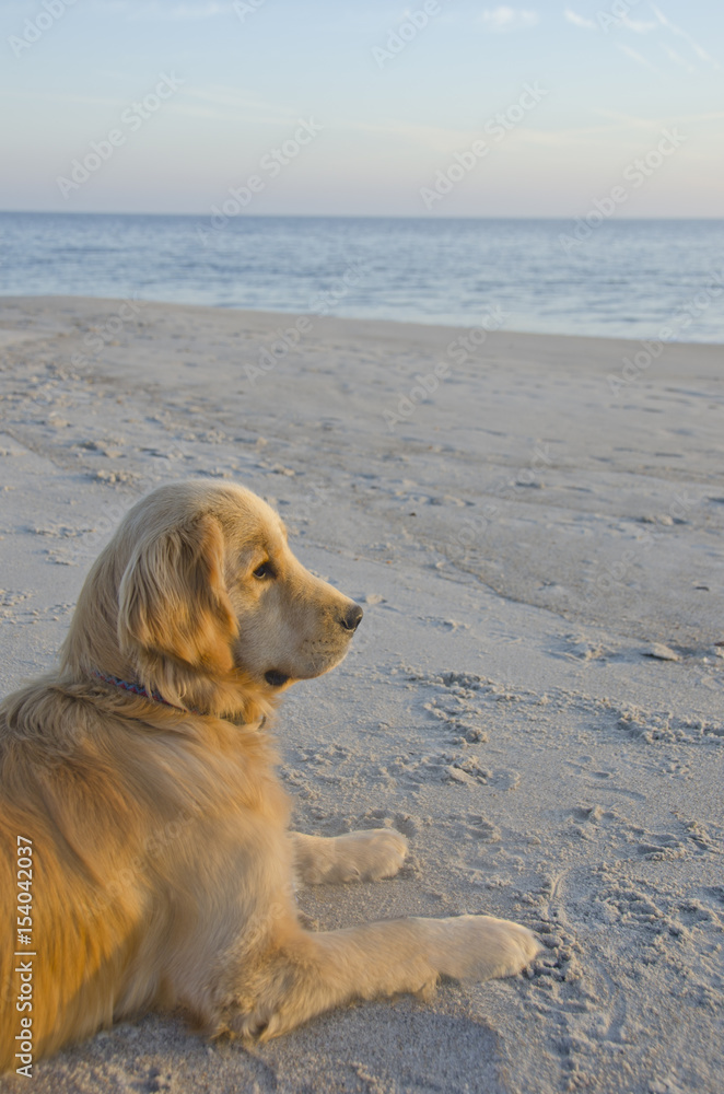Golden Retriever Puppy Watching Sunset on the Beach Golden Retriever Puppy Watching Sunset on the Beach