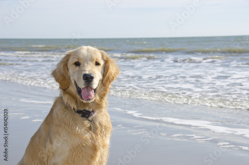 Golden Retriever Puppy on the Beach