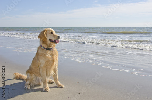 Fototapeta Naklejka Na Ścianę i Meble -  Golden Retriever Puppy on the Beach