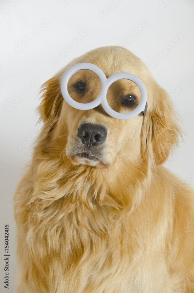 Golden Retriever Wears Round Minion Glasses