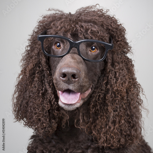 Dog Wearing Glasses