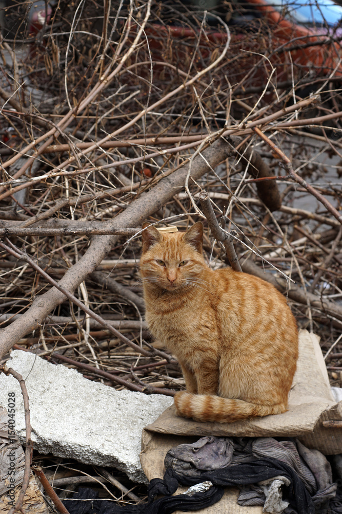 Stray cat top in backyard