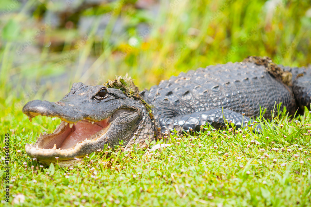 Naklejka premium Wild aligator after emerging from pond by Florida everglades.