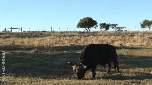 Buffel eating grass photo