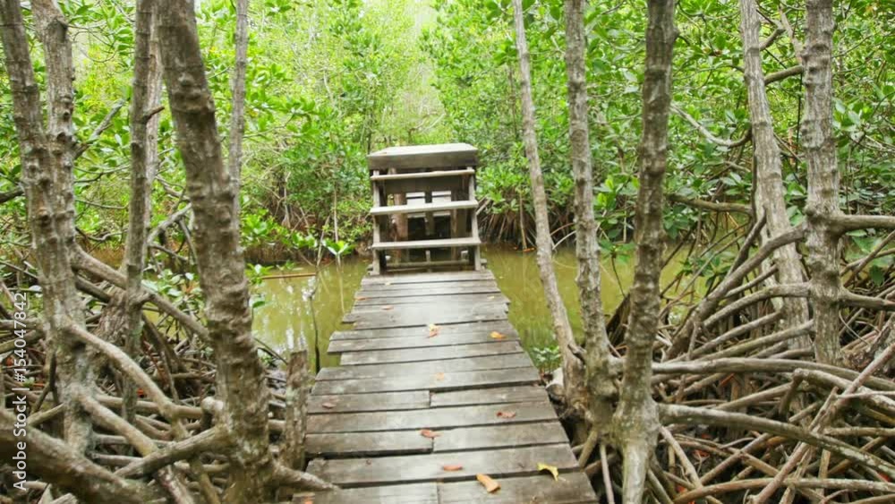 Water naturally beautiful mangrove forest. Water naturally beautiful mangrove forest.