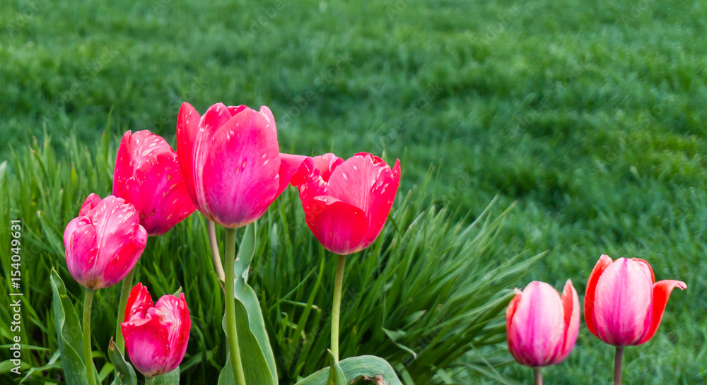 pink tulips blooming in a spring garden 
