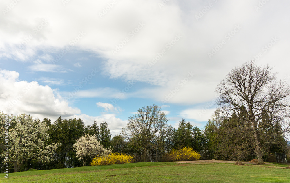 Fototapeta premium spring time: with trees and bushes in bloom 