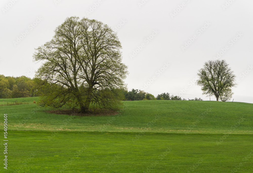 two trees isolated on a hill just beginning to leaf out in spring
two trees isolated on a hill just beginning to leaf out in spring
