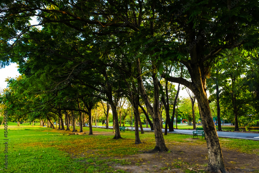 Summer park landscape while sunset light Summer park landscape while sunset light
