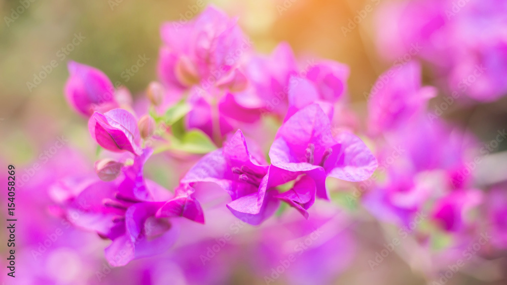 Obraz premium Beautiful bougainvillea flowers