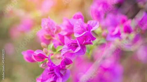 Beautiful bougainvillea flowers © chaunpis