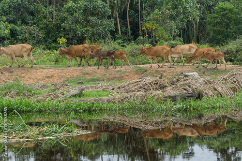 Cows grazing for green grass reflected in river. A typical Malaysian rural scene.