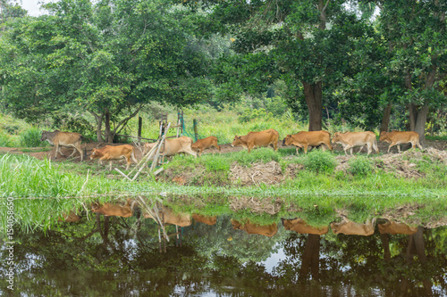 Cows grazing for green grass reflected in river. A typical Malaysian rural scene. photo