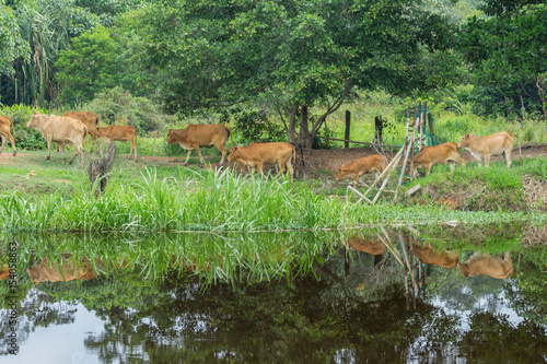 Cows grazing for green grass reflected in river. A typical Malaysian rural scene. photo