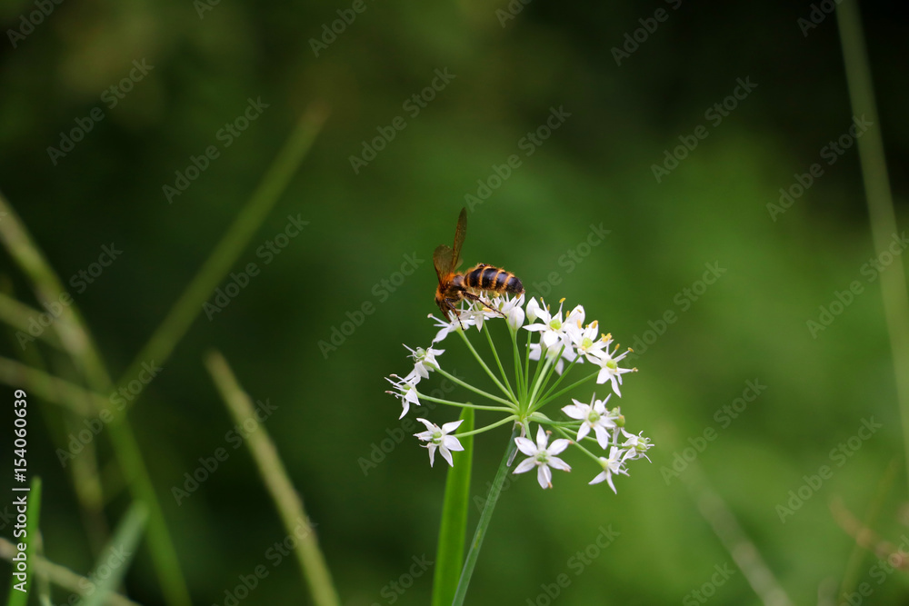 白い花と蜂 白い花と蜂