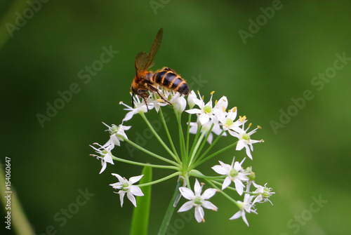 白い花と蜂