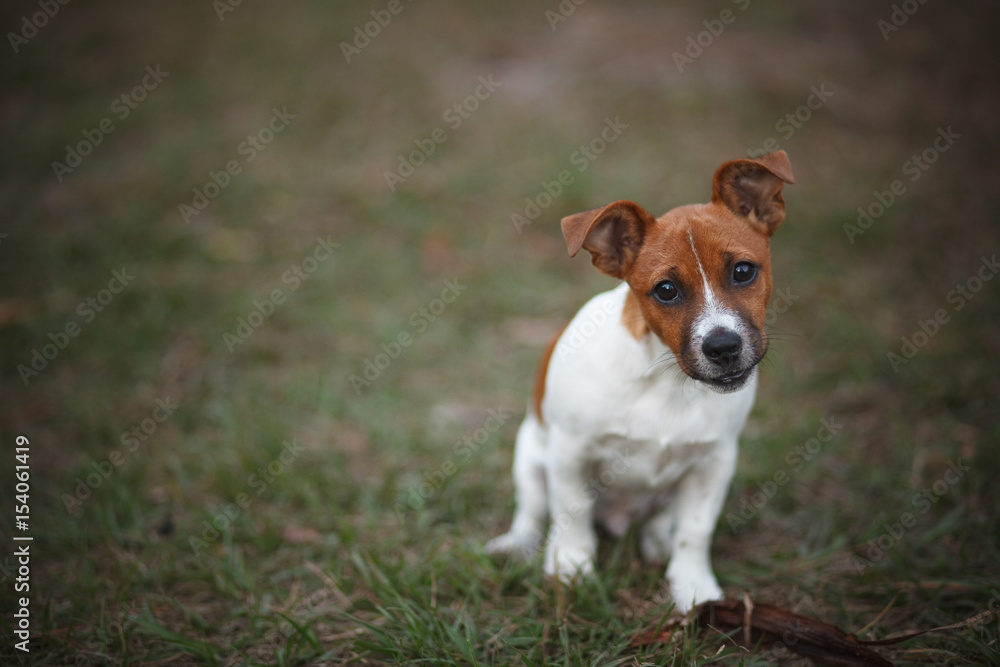 Jack Russell Puppy on Grass