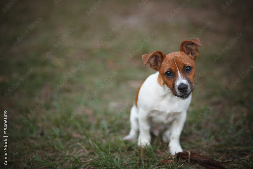 Jack Russell Puppy on Grass Jack Russell Puppy on Grass