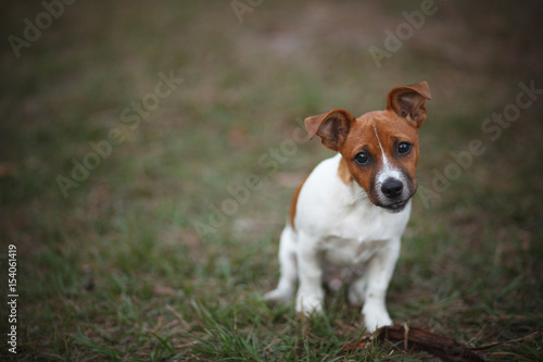 Jack Russell Puppy on Grass © Florence