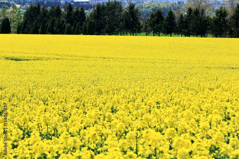 Obraz premium 滝川市の菜の花まつり