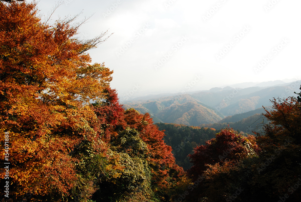 高尾山の紅葉
