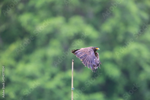 Simeulue serpent eagle (Spilornis cheela abbotti) in Simeulue Island, western Sumatra, Indonesia photo