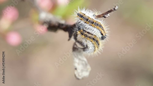 Caterpillar wrapped branchcaterpillar Aporia Crataegi on almond branches. Selective focus