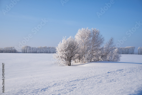 Birch trees under hoarfrost in snow field in winter season