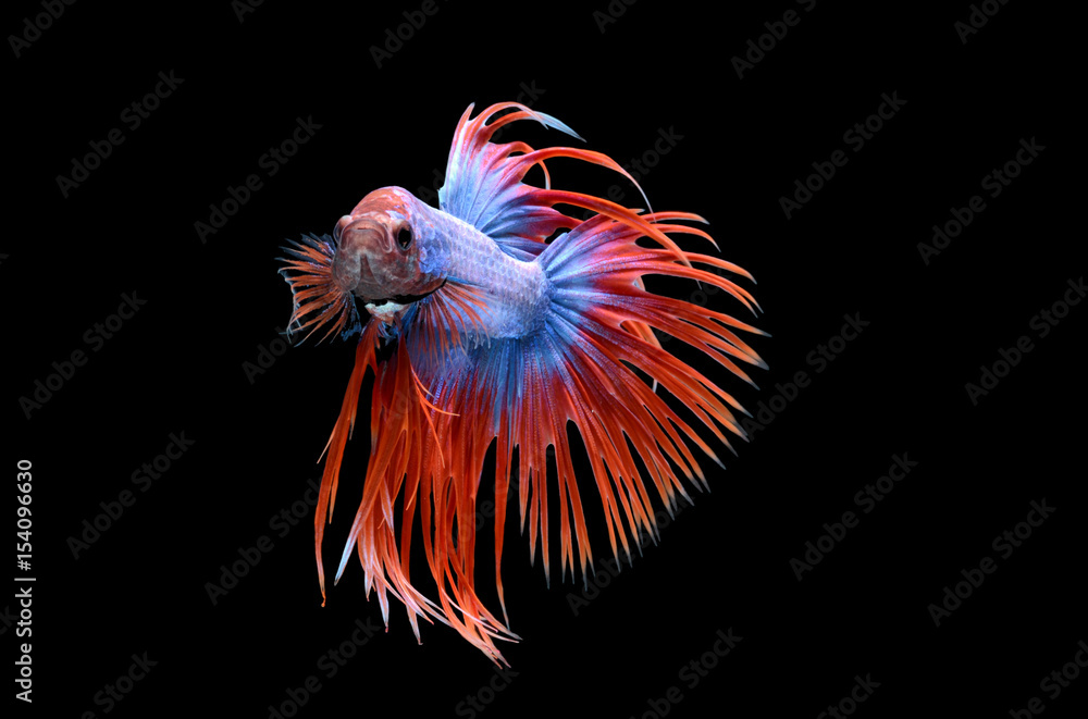 Fighting fish. Fighting fish.