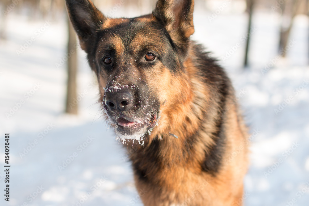 Dog german shepherd in a winter day Dog german shepherd in a winter day
