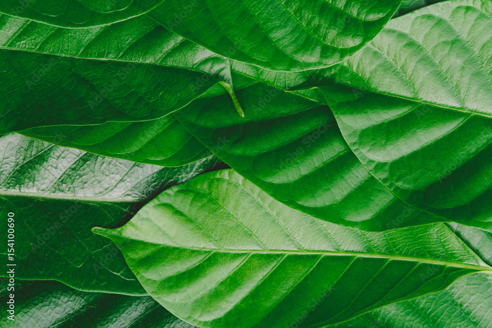 Fototapeta premium Close-up green leaf forest pattern