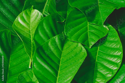 Close-up green leaf forest pattern