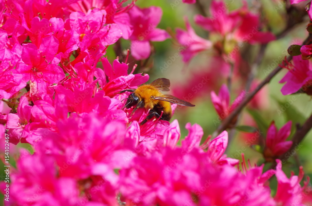 bumblebee and azalea bumblebee and azalea