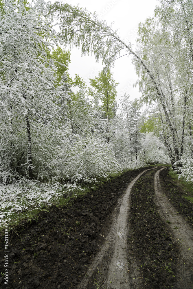 Obraz premium Green leaves of the trees and grass covered with snow