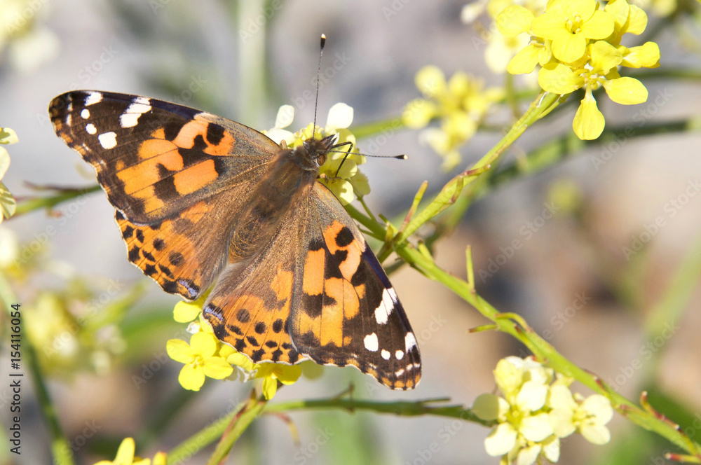 Obraz premium The Cynthia group of colourful butterflies, commonly called painted ladies, comprises a subgenus of the genus Vanessa in the family Nymphalidae. Drinking nectar from mustard plant flowers.