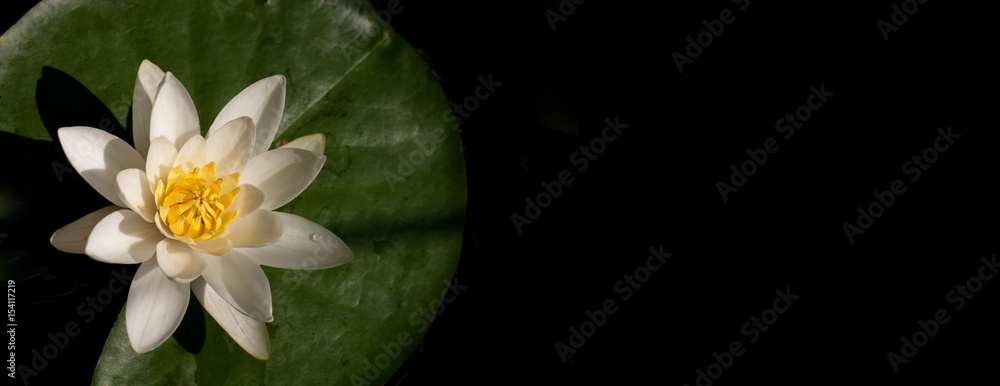 Water lily from top on a black background