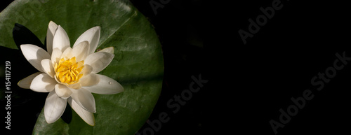 Water lily from top on a black background