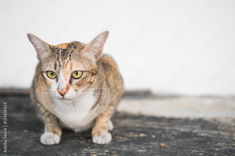 cat thai nature, lovely pet