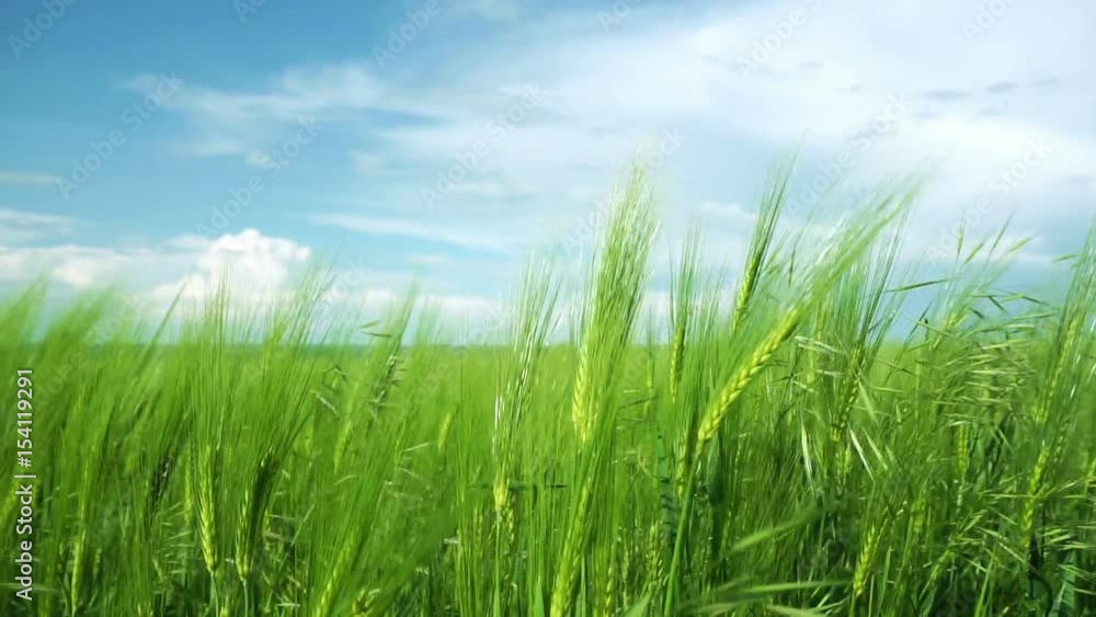Green wheat fields in the wind. Green wheat fields in the wind.